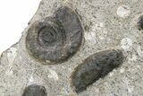 Plate of Devonian Ammonite Fossils - Morocco #259693-2